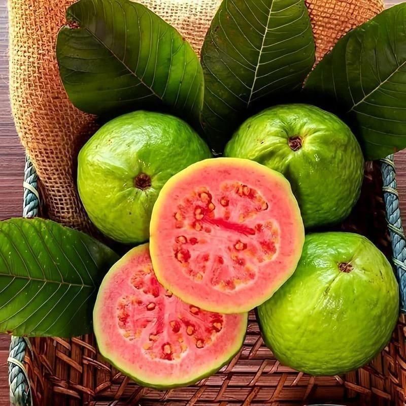Organic Guava Seeds (Free Pot Mixture 100 gm)